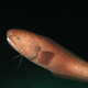An unidentified fish from the family Ophidiidae discovered in a recent survey of the Clarion Clipperton Zone. Image: Diva Amon and Craig Smith, University of Hawai’i at Mānoa